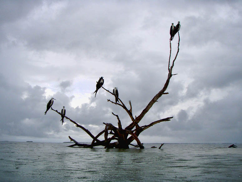 Frigate birds near Snake Caye